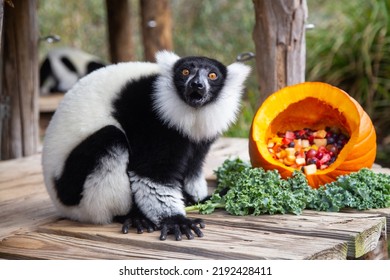 Black And White Ruffed Lemur