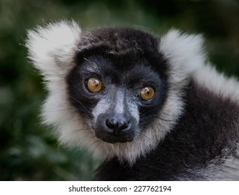 Black And White Ruffed Lemur