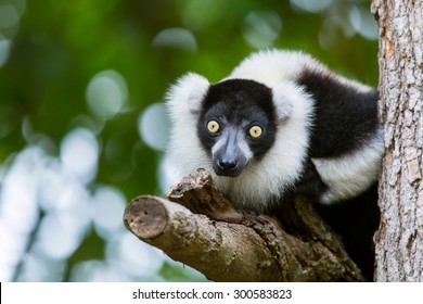 Black And White Ruffed Lemur