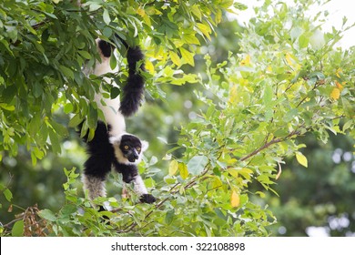 Black And White Ruffed Lemur