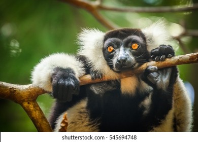 Black And White Ruffed Lemur In Ivoloina Reserve, Madagascar