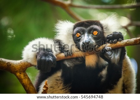 Black and white ruffed lemur in Ivoloina Reserve, Madagascar