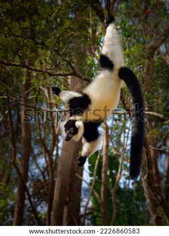 Black and White Ruffed Lemur - Varecia variegata  endangered species of ruffed lemur, endemic to Madagascar, jumping and climbing mammal relative to monkeys.