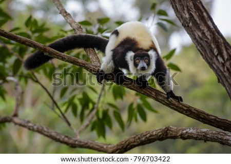 Black and White Ruffed Lemur - Varecia variegata, Madagascar. Beatifull primate. Critically endagered. Madagascar rain forest.
