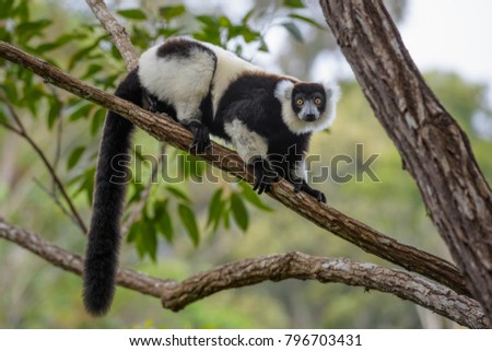 Black and White Ruffed Lemur - Varecia variegata, Madagascar. Beatifull primate. Critically endagered. Madagascar rain forest.