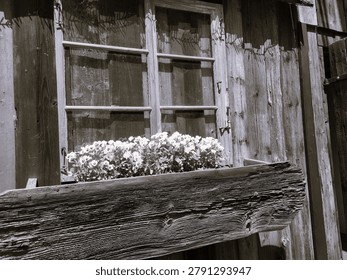 Black and white rustic window with blooming spring flowers in a timeless countryside setting.