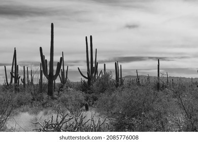 818 Saguaro black white silhouette Images, Stock Photos & Vectors ...