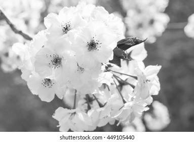 Black White Sakura Cherry Blossom During Stock Photo 449105440 ...