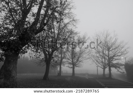Black and white scene of leafless trees for Halloween day background. Trees beside the road in the mist. Halloween night background. Death, sad, hopeless, and despair concept. Dead tree branches.