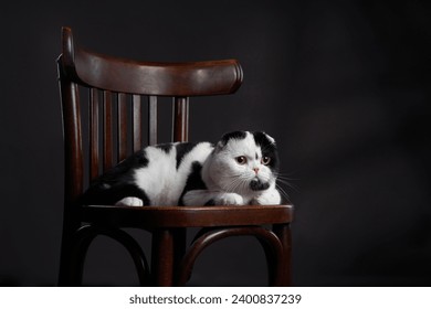 A black and white Scottish Fold cat lounges on a wooden chair, its striking eyes and folded ears creating an image of relaxed elegance - Powered by Shutterstock