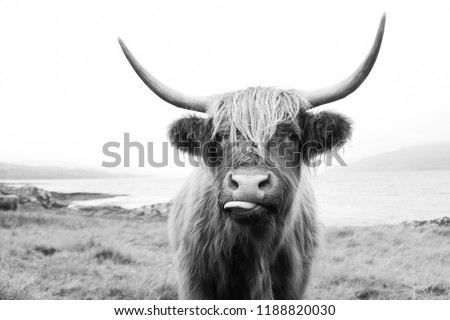 Black and White, Scottish Highland Cow on Isle of Mull