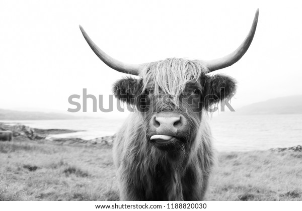 Black White Scottish Highland Cow On Stock Photo (Edit Now) 1188820030