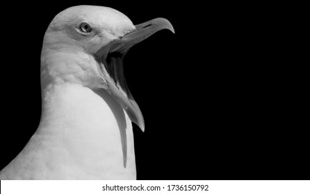 Black And White Seagull Bird Angry Face
