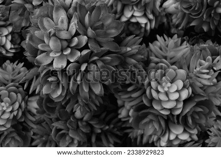 Black and white Seamless background pattern. plastic plants and Flower, Floral vintage card with flowers. houseleeks (Sempervivum). Template for design of holiday greetings, decoration packaging
