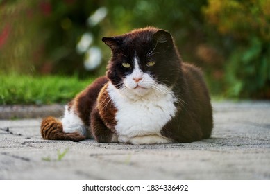 Black And White Senior Cat Is Lying On The Pavement In The Garden During Summer