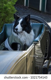 Black And White Sheep Dog In A Gold Vintage Sidecar