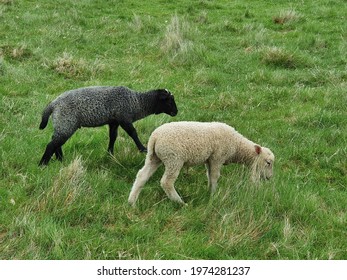 The black and white sheep of the family - Shutterstock ID 1974281237