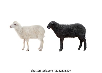 Black And White Sheep Isolated On White Background