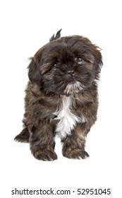 Black And White Shih Tzu Puppy  Isolated On A White Background