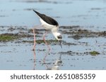 Black and White Shorebird Wading in Wetland - Pied Stilt (Himantopus leucocephalus)