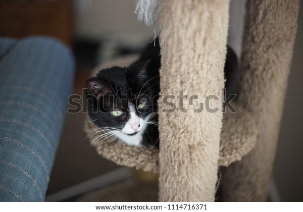 Black White Short Haired Tuxedo Cat Stock Photo Edit Now 1114716371