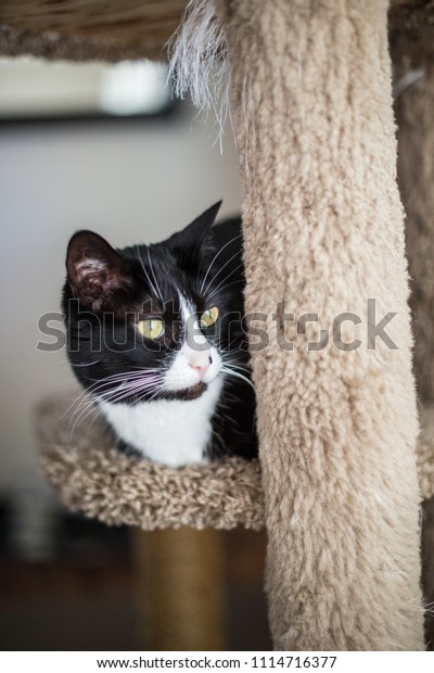 Black White Short Haired Tuxedo Cat Stock Photo Edit Now 1114716377