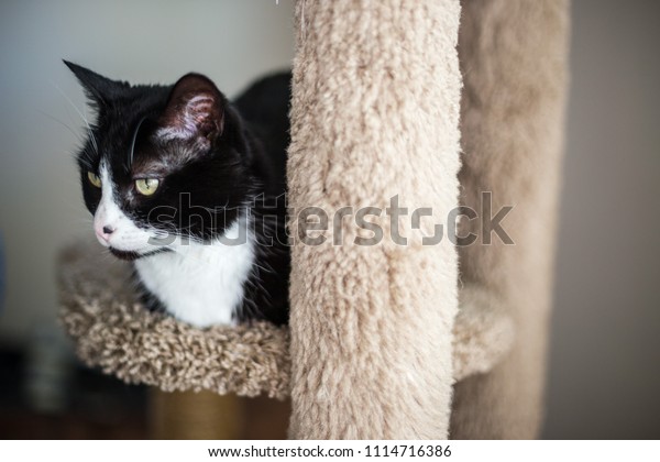 Black White Short Haired Tuxedo Cat Animals Wildlife Stock Image