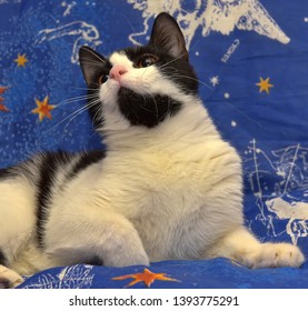 Black with white short-haired cat with orange eyes lies on a blue background - Shutterstock ID 1393775291