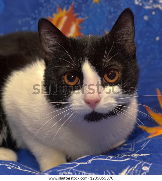 Black White Shorthaired Cat Orange Eyes Stock Photo Edit Now