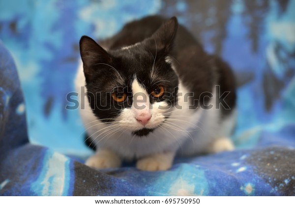 Black White Shorthaired Cat Orange Eyes Stock Photo Edit Now