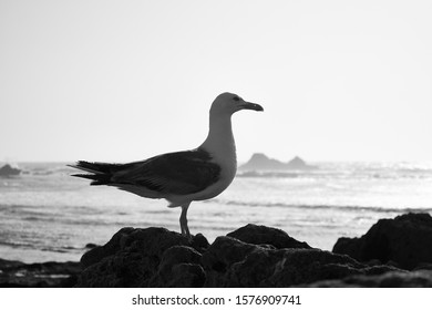 Black and white shot of lonely seagull standing on rock at Essaouira beach in Morocco