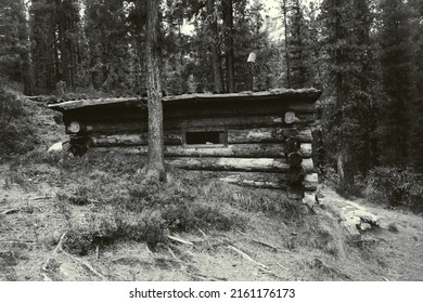 A black and white shot of a wooden forester hut in the deep of the taiga forest; a log dugout of a  forest-guard in a thicket of a conifer forestry; a cabin in woods surrounded by pines and cedars