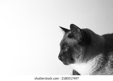 Black And White Siamese Cat Looking And Relaxed