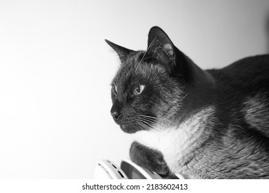 Black And White Siamese Cat Looking And Relaxed