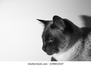 Black And White Siamese Cat Looking And Relaxed