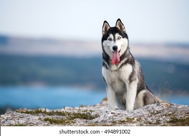 Black and white Siberian husky sitting on a mountain on the background of lakes and forests. The dog on the background of natural landscape. - Powered by Shutterstock