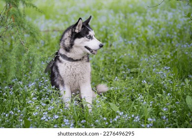 Black and white siberian husky is standing. Happy dog on natural landscape. Blue eyes.