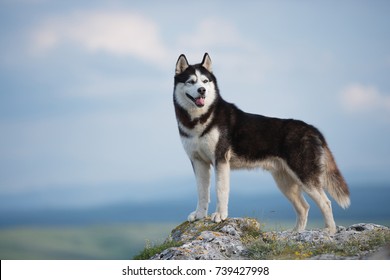 Black and white Siberian husky standing on a mountain in the background of mountains and forests. Dog on the background of a natural landscape. Blue eyes. A delightful dog. The dog grimaces.