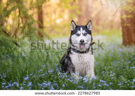 Black and white siberian husky is standing. Happy dog on natural landscape. Blue eyes.