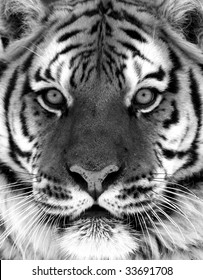 Black and White Siberian Tiger Portrait