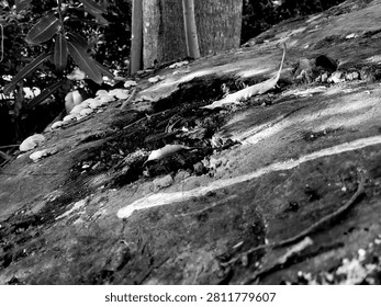 Black and white side view of a large rotten munggur tree stump with wild fungus. Monochrome decaying rain tree wood texture for natural forest ecosystem concept.