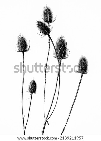 Black and white silhouette of dead thistle heads