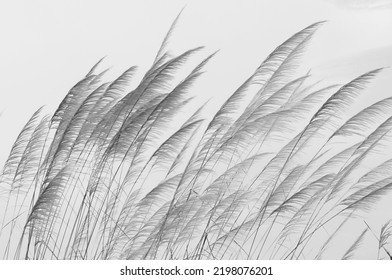 Black White Silhouette Elephant Grass Stock Photo 2198076201 | Shutterstock