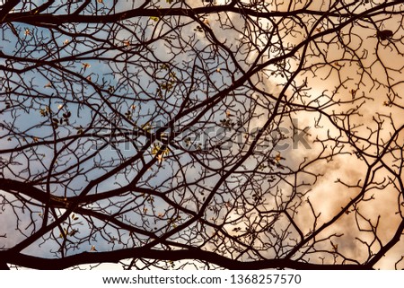 Similar – Image, Stock Photo branch Tree Strong Branch