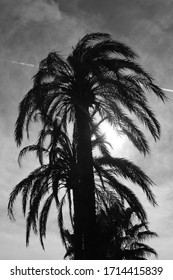 Black And White Silhouettes Of Palm Trees On The French Riviera 