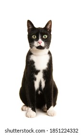 Black And White Sitting European Shorthair Cat Looking At The Camera Isolated On A White Background Seen From The Front