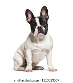 Black And White Sitting French Bulldog, Isolated On White