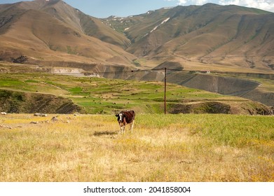 black and white skinny cow having food in a grass field with mountain in background in Kurdistan province, iran