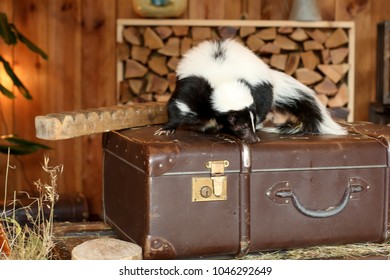 Black And White Skunk On An Old Suitcase On A Wooden Background In A Photo Studio