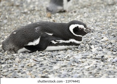 Black And White Sleeping Penguin